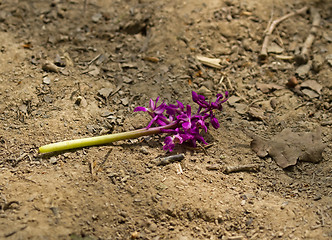 Image showing Early Purple Orchid Destruction