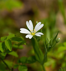 Image showing Greater Stitchwort