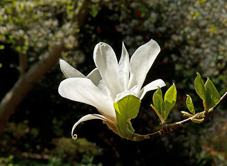 Image showing Magnolia