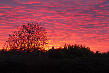 Image showing May Sunset