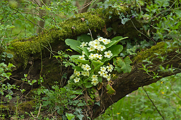 Image showing Primroses in Woodland