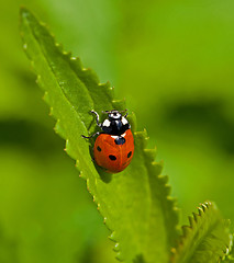 Image showing Seven-spot Ladybird