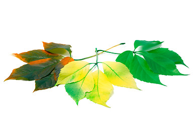 Image showing Three leafs of different seasons isolated on white background