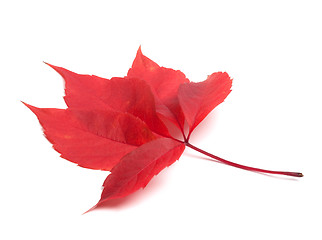 Image showing Red autumn virginia creeper leaf