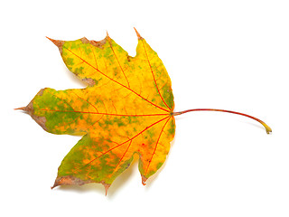 Image showing Dry autumn maple-leaf