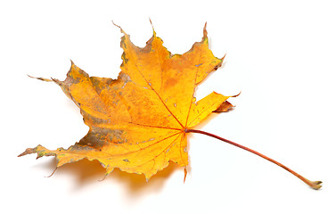 Image showing Autumn yellowed maple leaf