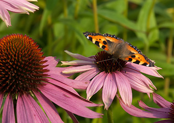 Image showing Aglais urticae.