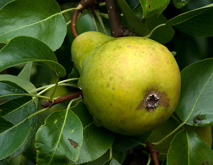 Image showing Pears.
