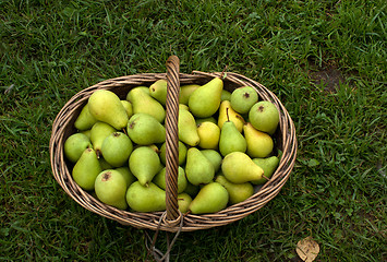 Image showing Pears.