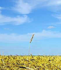 Image showing wheat spike