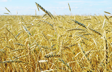 Image showing wheat field