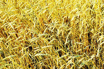 Image showing wheat field