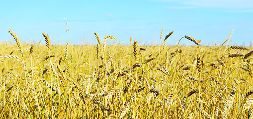 Image showing wheat field