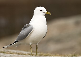 Image showing Mew Gull