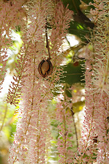 Image showing Macadamia flower clusters and nut