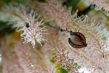 Image showing Macadamia nut in husk against flower racemes