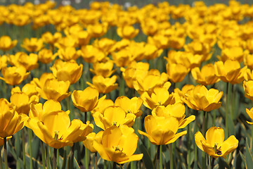 Image showing Yellow tulip field 