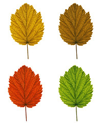 Image showing collection of tree leaves isolated on white background