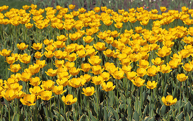 Image showing Yellow tulip field 