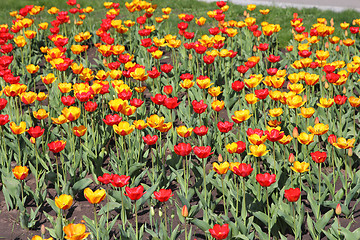 Image showing Yellow and red  tulip field 