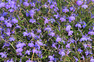 Image showing Summer landscape with blue flowers