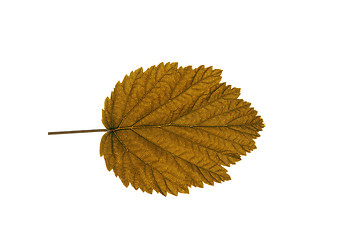 Image showing autumn  leaf  on white background