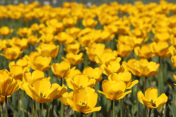 Image showing Yellow tulip field 