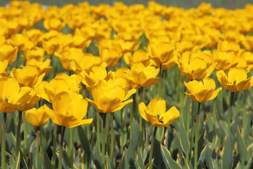 Image showing Yellow tulip field 