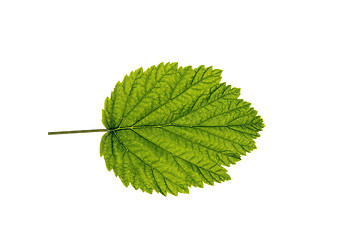 Image showing autumn  leaf  on white background