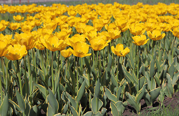 Image showing Yellow tulip field 