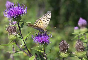 Image showing Monarch butterfly on red  flower