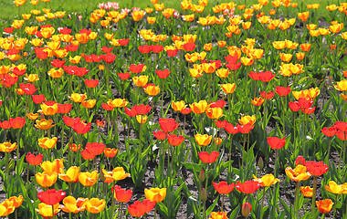 Image showing Yellow and red  tulip field 