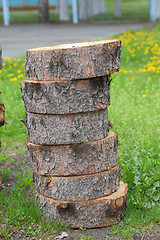 Image showing Cross section of tree trunk showing growth rings