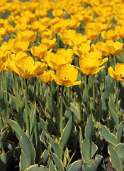 Image showing Yellow tulip field 