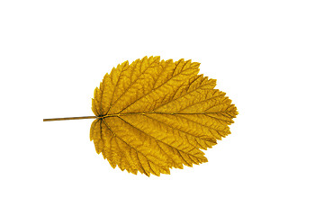 Image showing autumn  leaf  on white background