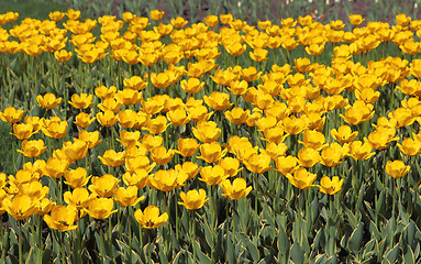 Image showing Yellow tulip field 