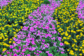 Image showing Summer landscape with yellow flowers