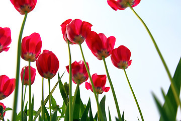 Image showing Red tulips, view from below against the sky.