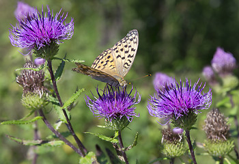 Image showing Monarch butterfly on red  flower