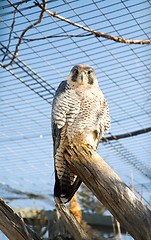 Image showing Peregrine Falcon