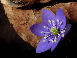 Image showing Hepatica nobilis