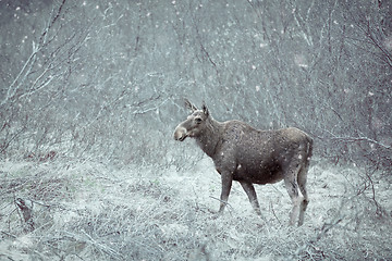 Image showing Wild Moose