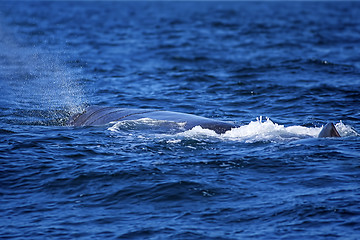 Image showing Whale tail