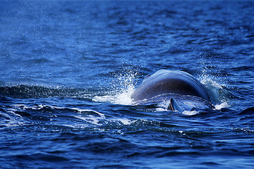 Image showing Whale tail