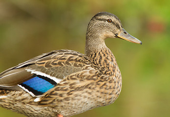 Image showing Mallard