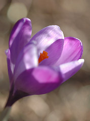 Image showing Crocus