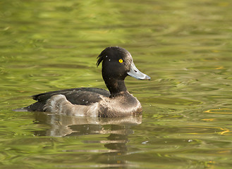 Image showing Tufted duck