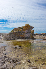 Image showing Limestone cliff on the East coast of Sweden