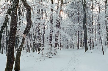 Image showing Winter forest