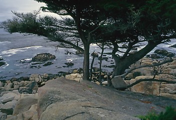 Image showing Point Lobos